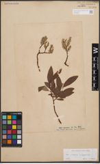 Foto von Salix cinerea L. x Salix lapponum L.